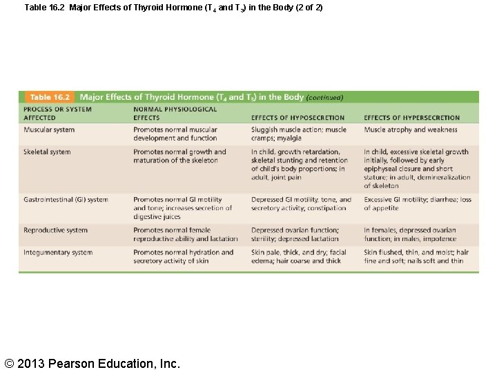 Table 16. 2 Major Effects of Thyroid Hormone (T 4 and T 3) in