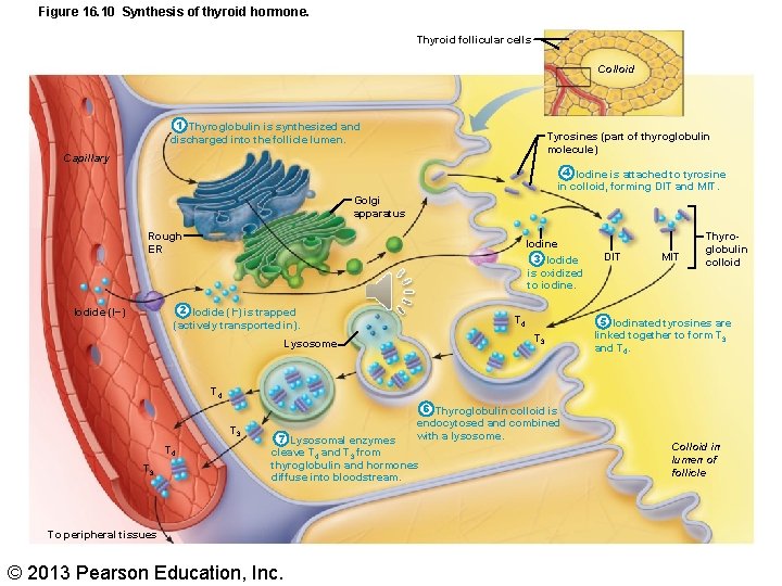 Figure 16. 10 Synthesis of thyroid hormone. Thyroid follicular cells Colloid 1 Thyroglobulin is