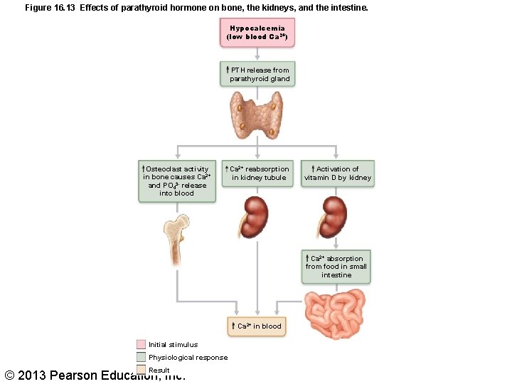 Figure 16. 13 Effects of parathyroid hormone on bone, the kidneys, and the intestine.