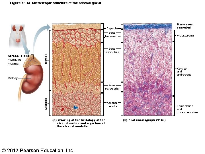 Figure 16. 14 Microscopic structure of the adrenal gland. Hormones secreted Zona glomerulosa Aldosterone
