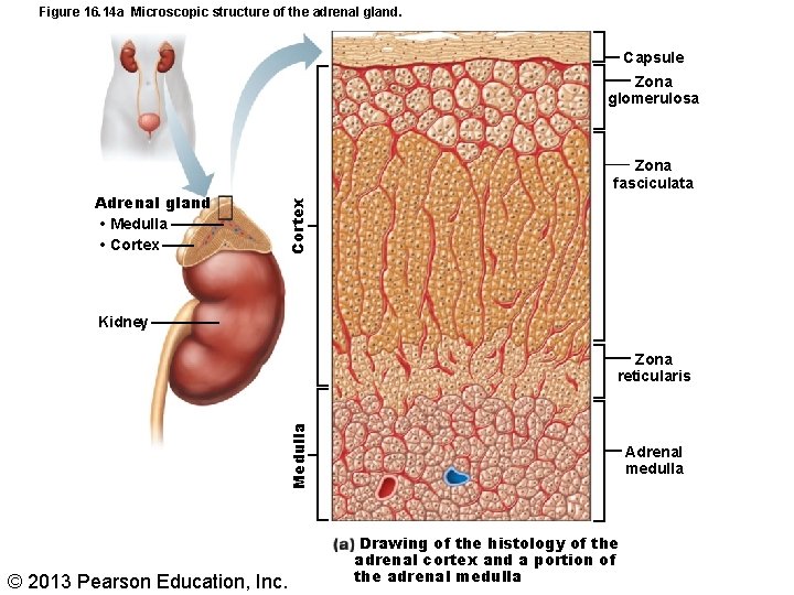 Figure 16. 14 a Microscopic structure of the adrenal gland. Capsule Zona glomerulosa Cortex