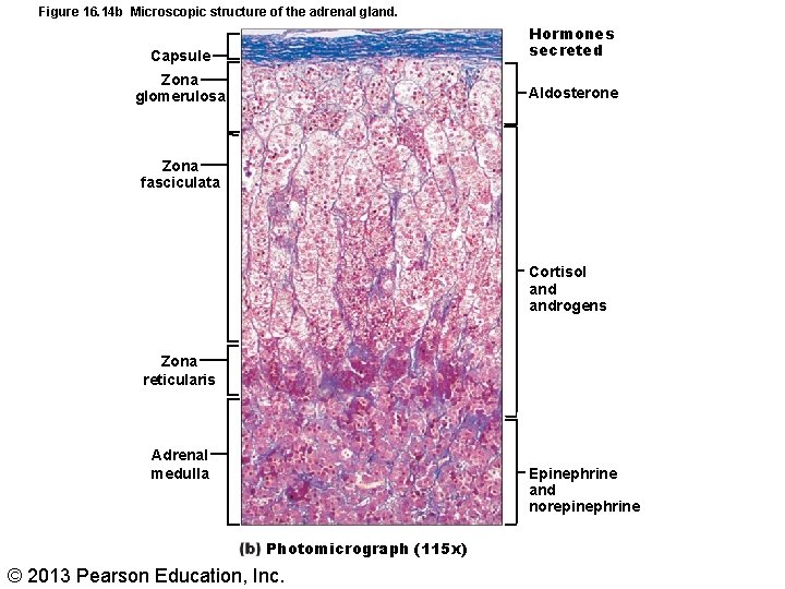 Figure 16. 14 b Microscopic structure of the adrenal gland. Capsule Hormones secreted Zona