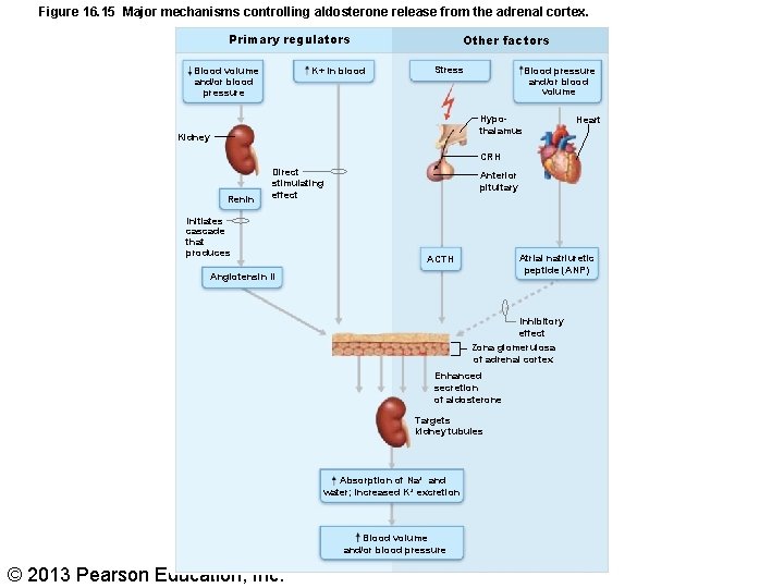 Figure 16. 15 Major mechanisms controlling aldosterone release from the adrenal cortex. Primary regulators