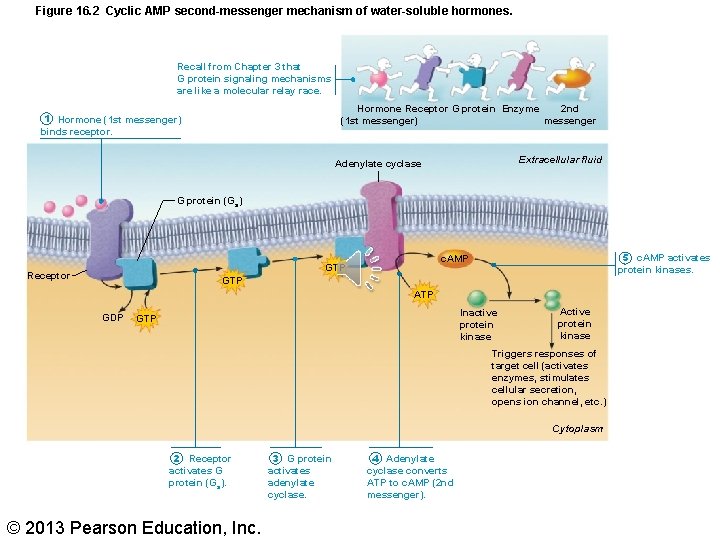 Figure 16. 2 Cyclic AMP second-messenger mechanism of water-soluble hormones. Recall from Chapter 3