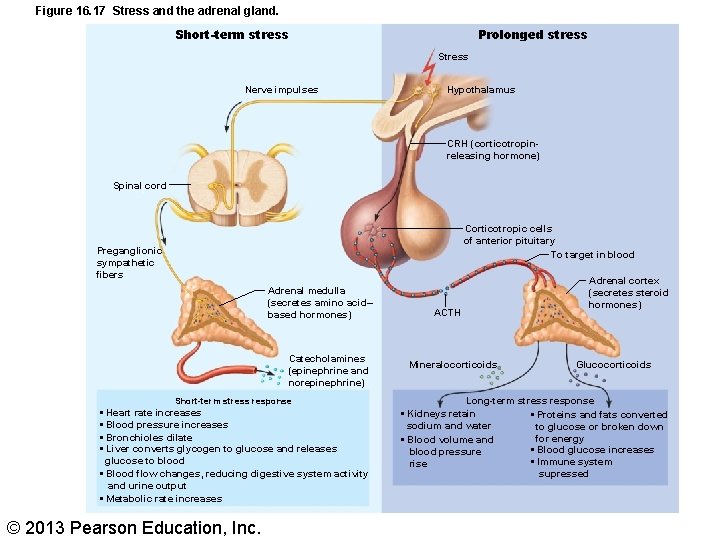 Figure 16. 17 Stress and the adrenal gland. Short-term stress Prolonged stress Stress Nerve