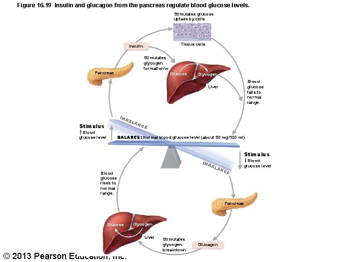 Figure 16. 19 Insulin and glucagon from the pancreas regulate blood glucose levels. Stimulates