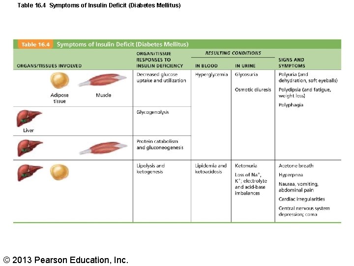 Table 16. 4 Symptoms of Insulin Deficit (Diabetes Mellitus) © 2013 Pearson Education, Inc.