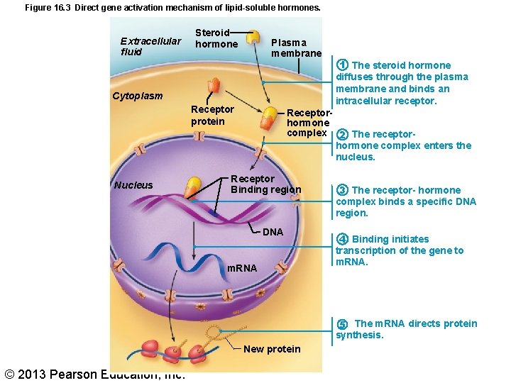 Figure 16. 3 Direct gene activation mechanism of lipid-soluble hormones. Extracellular fluid Steroid hormone