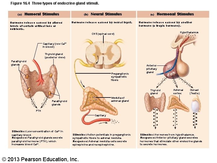 Figure 16. 4 Three types of endocrine gland stimuli. (a) Humoral Stimulus Hormone release