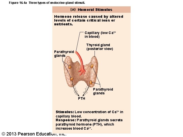 Figure 16. 4 a Three types of endocrine gland stimuli. Humoral Stimulus Hormone release
