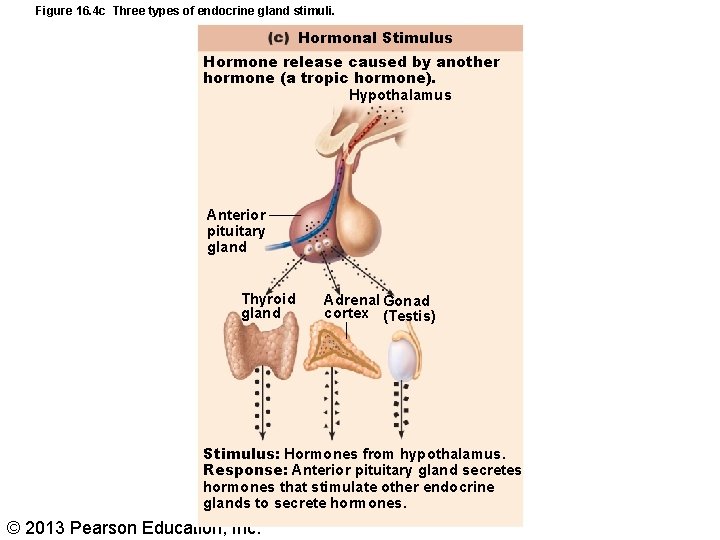 Figure 16. 4 c Three types of endocrine gland stimuli. Hormonal Stimulus Hormone release
