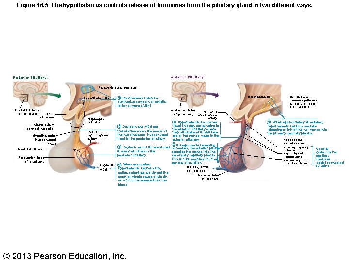 Figure 16. 5 The hypothalamus controls release of hormones from the pituitary gland in