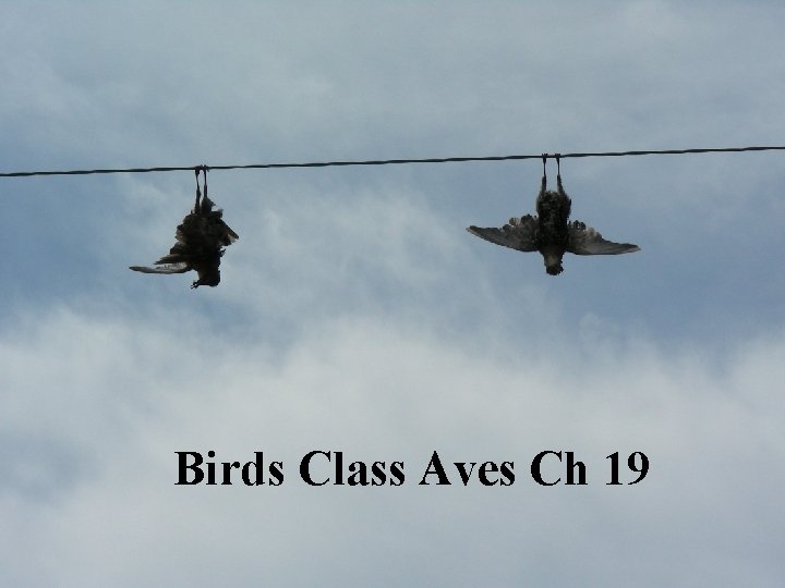Birds Class Aves Ch 19 