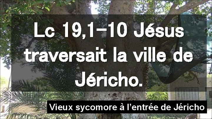 Lc 19, 1 -10 Jésus traversait la ville de Jéricho. Vieux sycomore à l’entrée