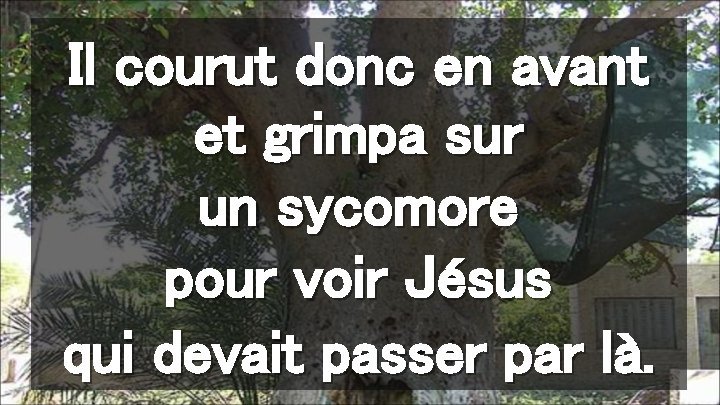 Il courut donc en avant et grimpa sur un sycomore pour voir Jésus qui