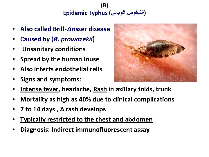 (B) Epidemic Typhus ( )ﺍﻟﺘﻴﻔﻮﺱ ﺍﻟﻮﺑﺎﺋﻲ • • • Also called Brill-Zinsser disease Caused