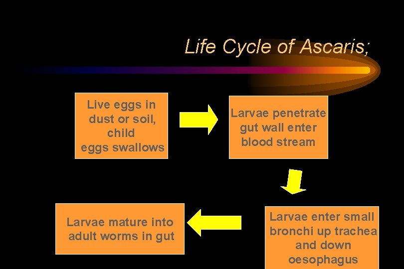 Life Cycle of Ascaris; Live eggs in dust or soil, child eggs swallows Larvae Life Cycle of Ascaris; Live eggs in dust or soil, child eggs swallows Larvae