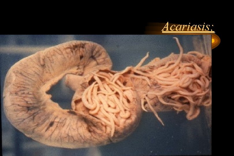 Acariasis; Acariasis;