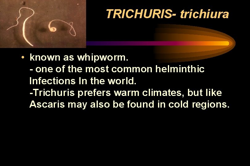 TRICHURIS- trichiura • known as whipworm. - one of the most common helminthic Infections TRICHURIS- trichiura • known as whipworm. - one of the most common helminthic Infections