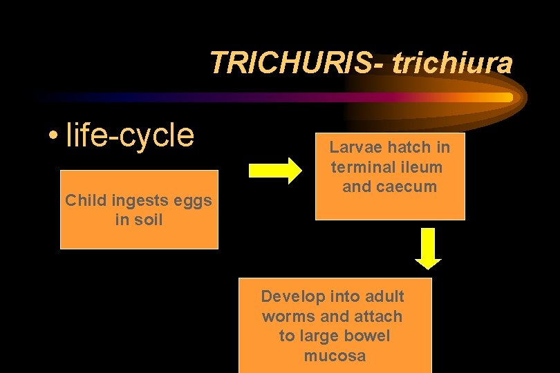 TRICHURIS- trichiura • life-cycle Child ingests eggs in soil Larvae hatch in terminal ileum TRICHURIS- trichiura • life-cycle Child ingests eggs in soil Larvae hatch in terminal ileum