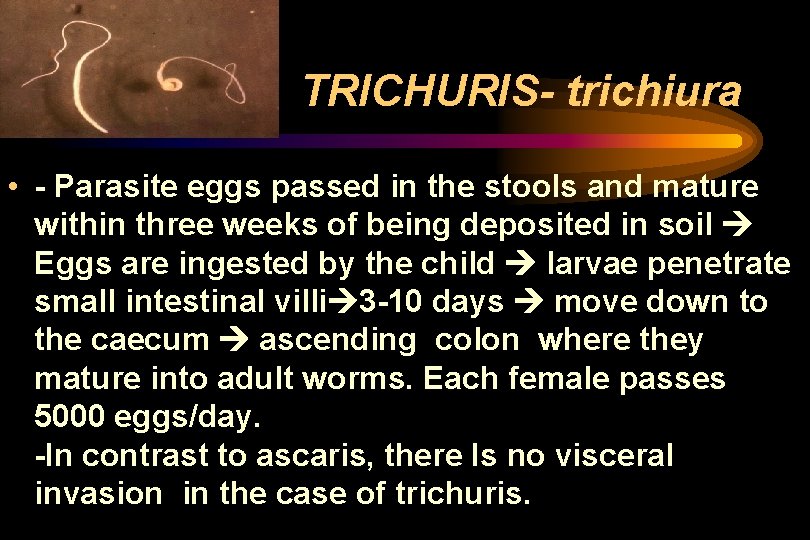 TRICHURIS- trichiura • - Parasite eggs passed in the stools and mature within three TRICHURIS- trichiura • - Parasite eggs passed in the stools and mature within three