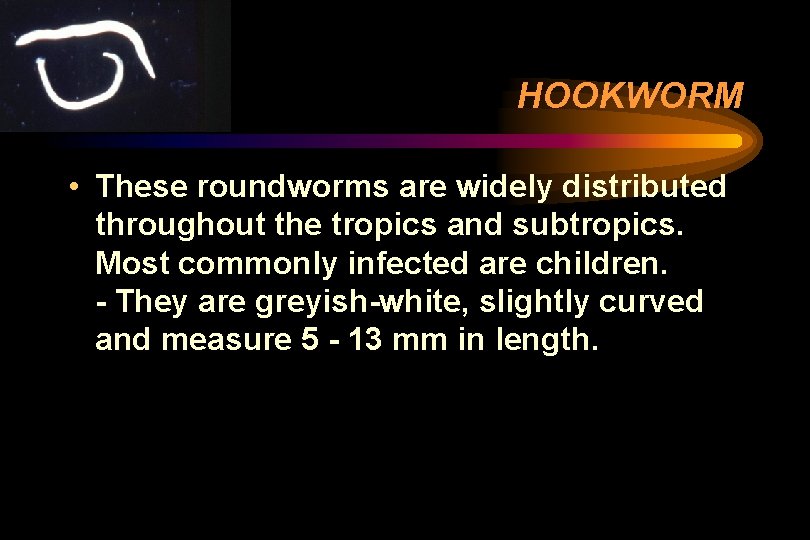 HOOKWORM • These roundworms are widely distributed throughout the tropics and subtropics. Most commonly HOOKWORM • These roundworms are widely distributed throughout the tropics and subtropics. Most commonly