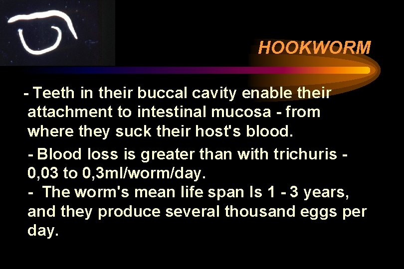 HOOKWORM - Teeth in their buccal cavity enable their attachment to intestinal mucosa - HOOKWORM - Teeth in their buccal cavity enable their attachment to intestinal mucosa -