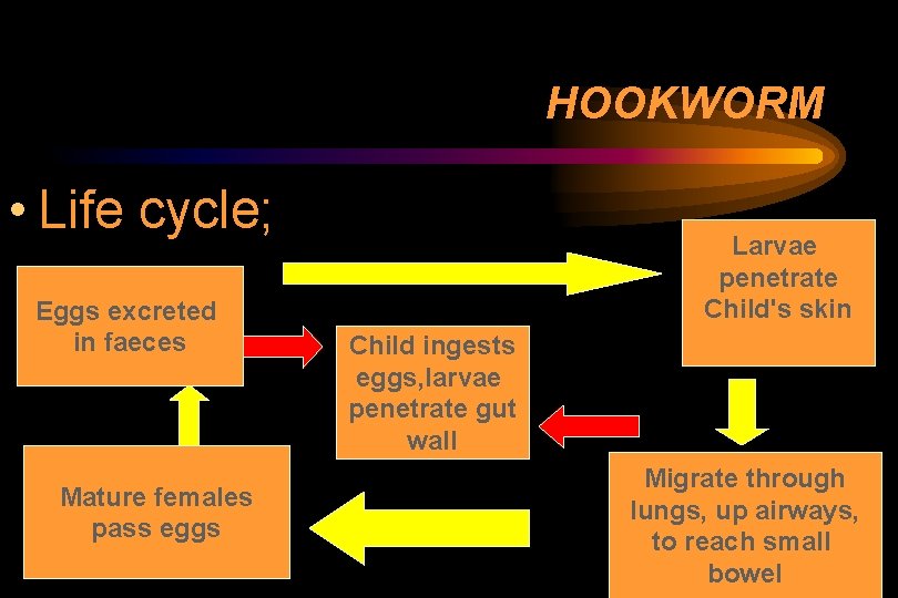HOOKWORM • Life cycle; Eggs excreted in faeces Mature females pass eggs Larvae penetrate HOOKWORM • Life cycle; Eggs excreted in faeces Mature females pass eggs Larvae penetrate