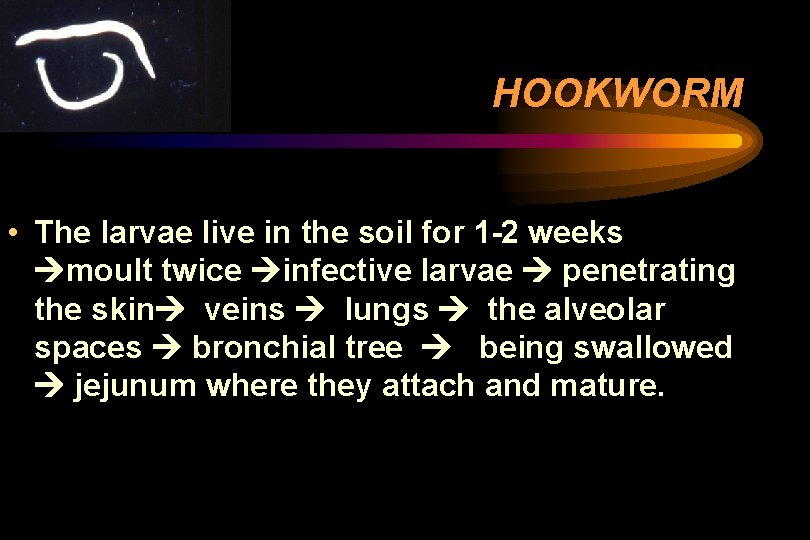 HOOKWORM • The larvae live in the soil for 1 -2 weeks moult twice HOOKWORM • The larvae live in the soil for 1 -2 weeks moult twice
