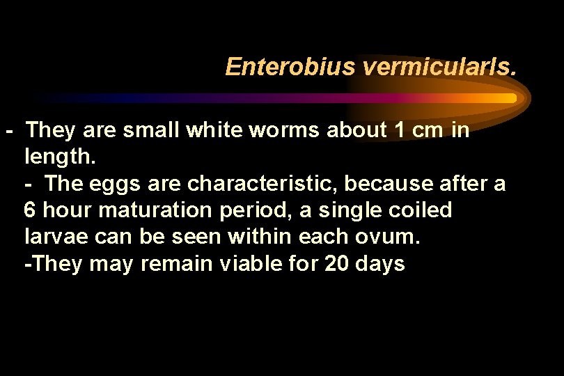 Enterobius vermicularls. - They are small white worms about 1 cm in length. - Enterobius vermicularls. - They are small white worms about 1 cm in length. -