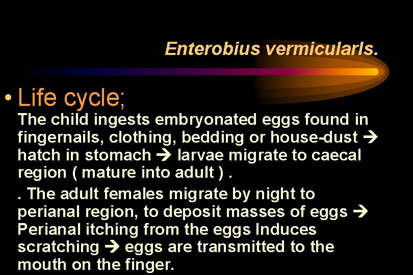 Enterobius vermicularls. • Life cycle; The child ingests embryonated eggs found in fingernails, clothing, Enterobius vermicularls. • Life cycle; The child ingests embryonated eggs found in fingernails, clothing,