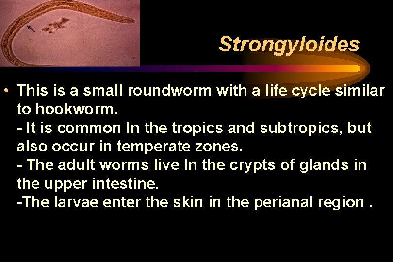 Strongyloides • This is a small roundworm with a life cycle similar to hookworm. Strongyloides • This is a small roundworm with a life cycle similar to hookworm.