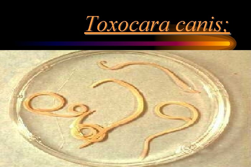 Toxocara canis; Toxocara canis;