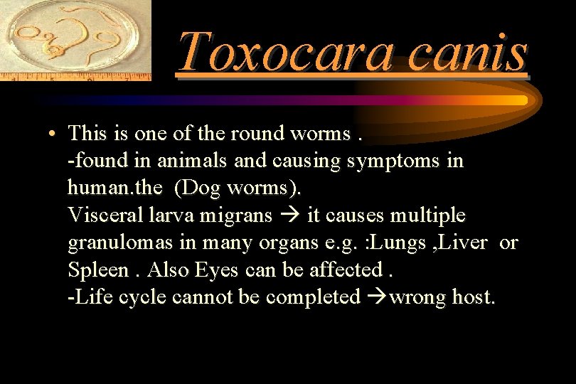 Toxocara canis • This is one of the round worms. -found in animals and Toxocara canis • This is one of the round worms. -found in animals and
