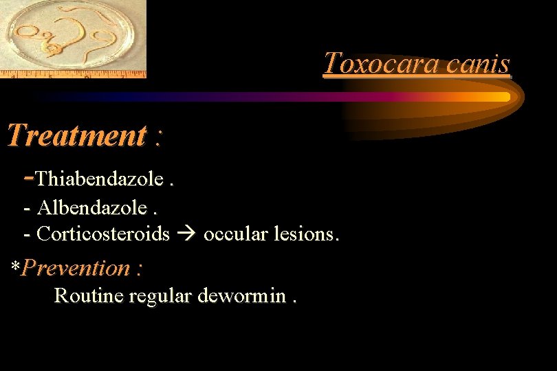 Toxocara canis Treatment : -Thiabendazole. - Albendazole. - Corticosteroids occular lesions. *Prevention : Routine Toxocara canis Treatment : -Thiabendazole. - Albendazole. - Corticosteroids occular lesions. *Prevention : Routine