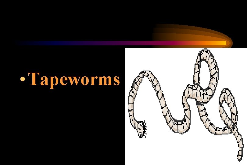 • Tapeworms • Tapeworms