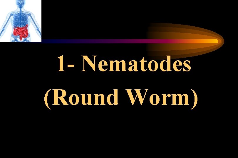 1 - Nematodes (Round Worm) 1 - Nematodes (Round Worm)