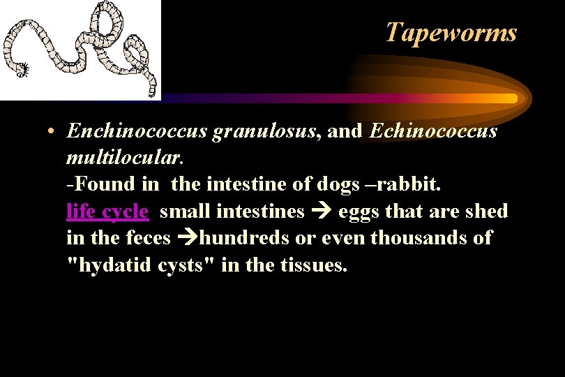 Tapeworms • Enchinococcus granulosus, and Echinococcus multilocular. -Found in the intestine of dogs –rabbit. Tapeworms • Enchinococcus granulosus, and Echinococcus multilocular. -Found in the intestine of dogs –rabbit.