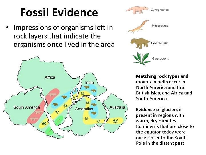 Fossil Evidence • Impressions of organisms left in rock layers that indicate the organisms