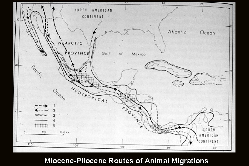 Miocene-Pliocene Routes of Animal Migrations 