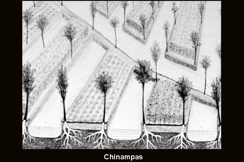 Chinampas 