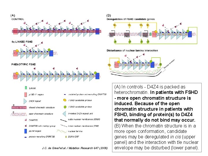 J. C. de Greef et al. / Mutation Research 647 (2008) (A) In controls