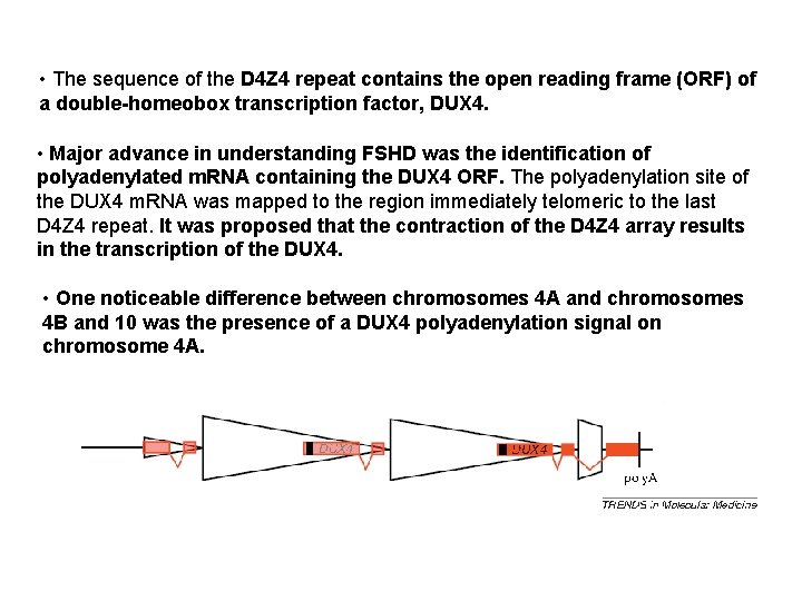  • The sequence of the D 4 Z 4 repeat contains the open