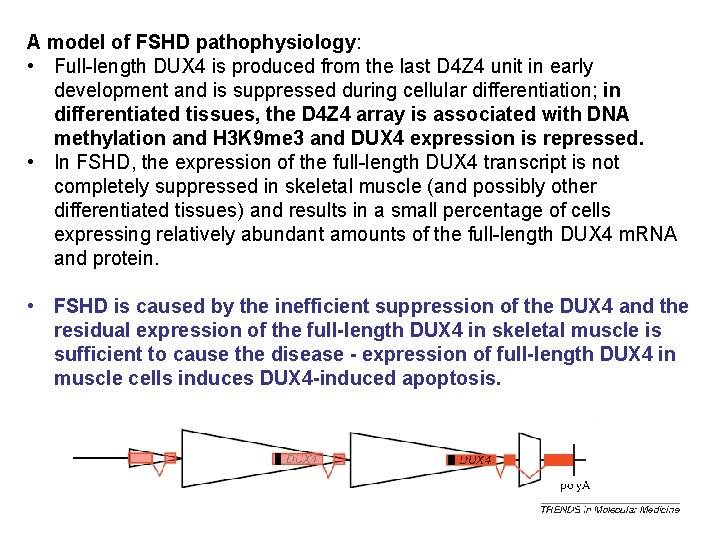 A model of FSHD pathophysiology: • Full-length DUX 4 is produced from the last