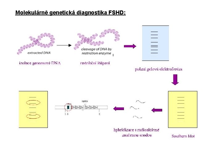 Molekulárně genetická diagnostika FSHD: 