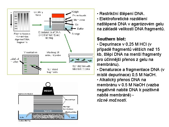  • Restrikční štěpení DNA. • Elektroforetické rozdělení naštěpené DNA v agarózovém gelu na