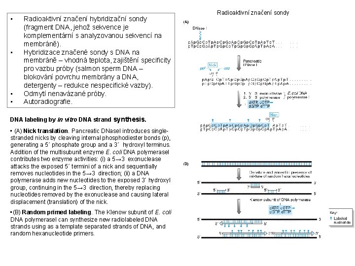  • • Radioaktivní značení hybridizační sondy (fragment DNA, jehož sekvence je komplementární s