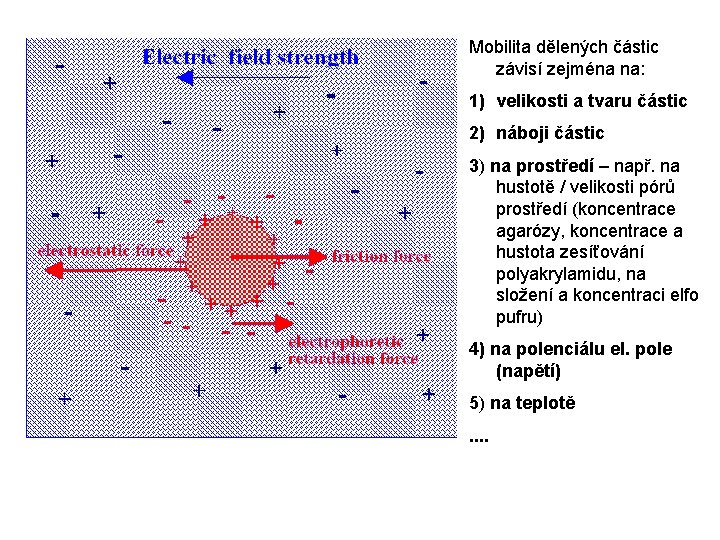 Mobilita dělených částic závisí zejména na: 1) velikosti a tvaru částic 2) náboji částic