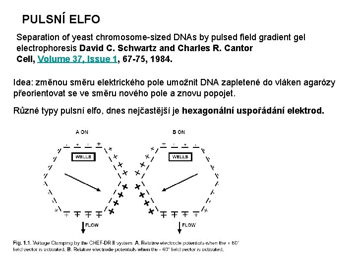 PULSNÍ ELFO Separation of yeast chromosome-sized DNAs by pulsed field gradient gel electrophoresis David