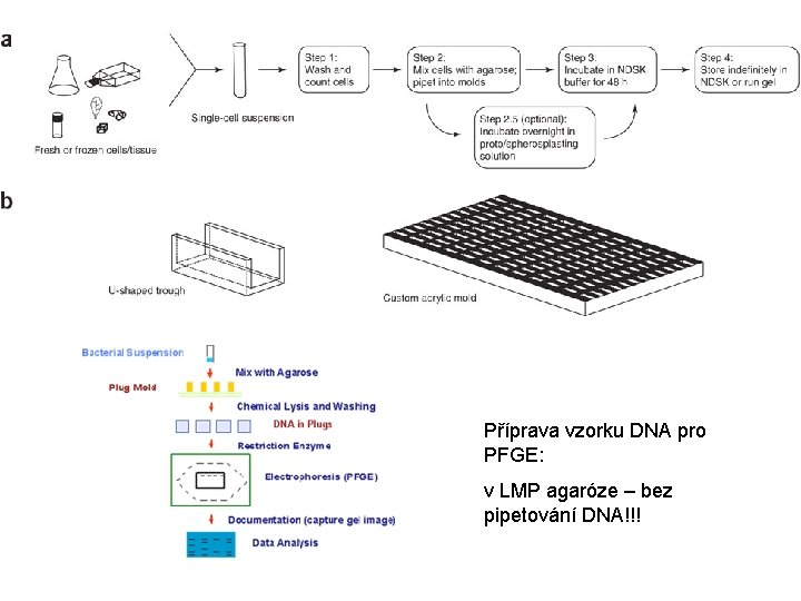 Příprava vzorku DNA pro PFGE: v LMP agaróze – bez pipetování DNA!!! 